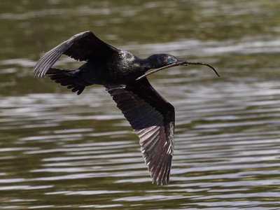 Black Cormorant Pick of the Sticks*Merit*