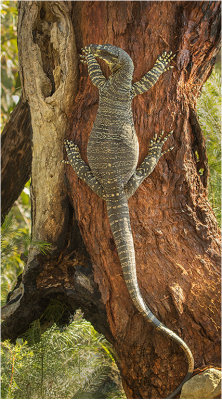 Pregnant Lace Monitor