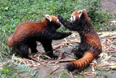 Red Pandas