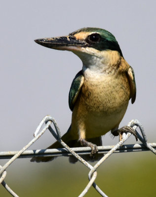 Sacred Kingfisher*Credit*