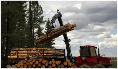 Picking up Logs