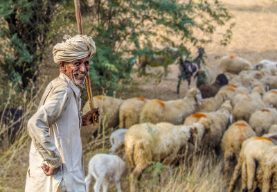 Indian Shepherd*Merit*