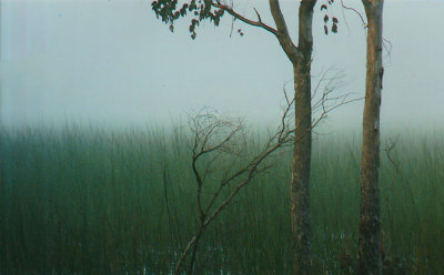 Fog in Forest*Credit*