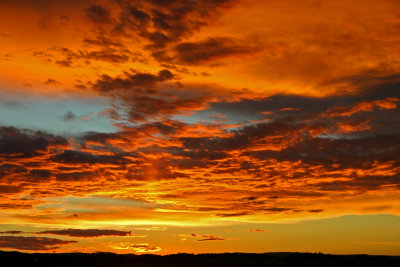 Shepherds Delight*Merit*