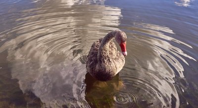 Juvenile Black Swan Encounter*Credit*