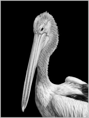 Pelican Portrait*Credit*