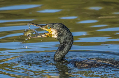 Large Cormorant*Merit*