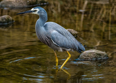 White face Heron