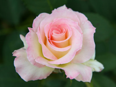 Pink Rose