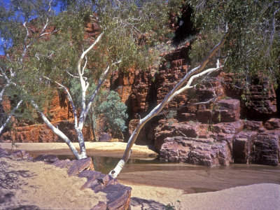 Trephina Ghost Gums