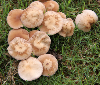 Fungi on Grass