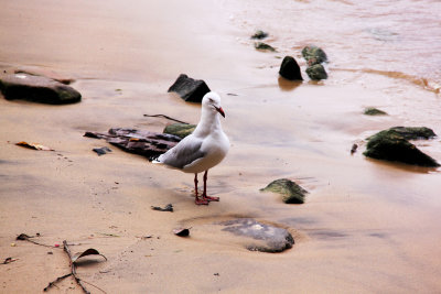 Seagull Standing