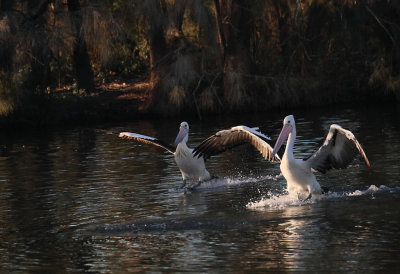 Landing in Pair