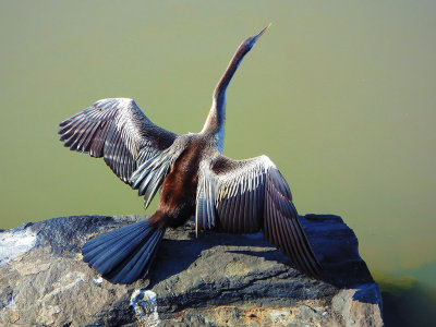 Cormorant in the lake*Credit*
