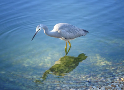 Grey Heron in River 1<br/><h4>*Merit*</h4>