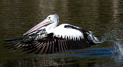 Pelican