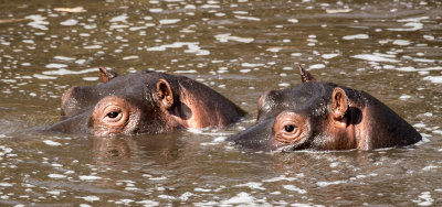 Twin Hippos
