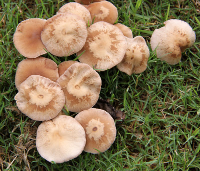 Fungi on Grass