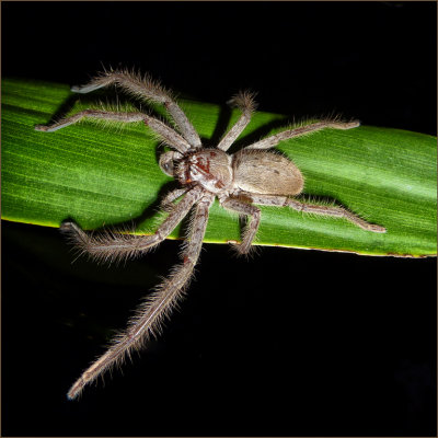 Hairy Huntsman*Merit*