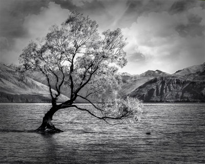 Wanaka Tree 1*Credit*