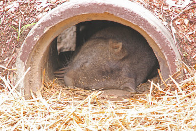 Sleeping Wombat