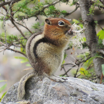 Ground Mantled Squirrel*Merit*
