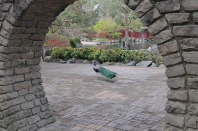 Secret Garden