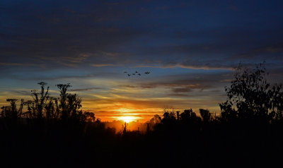 Black Cockatoo Sunrise*Credit*