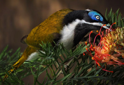 Blue Faced HoneybEater*Merit*