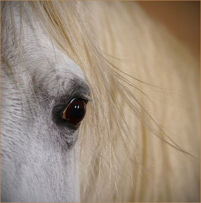 The Eye of an Arabian Horse