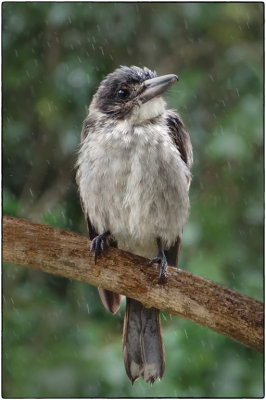 Left in the Rain*Merit*