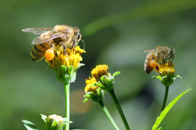 Busybees*Credit*