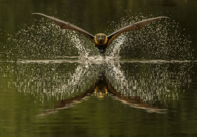 Flying Fox Skim*Merit*