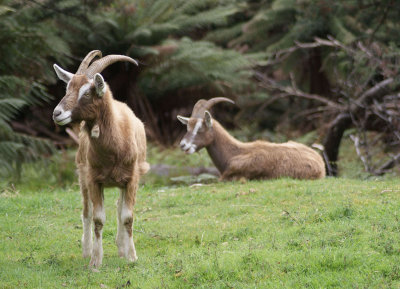 Wild Goats in Tasmania 1