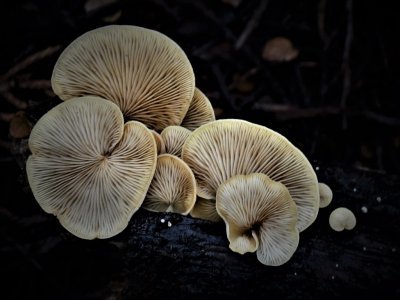 Fungi #1 *Merit*