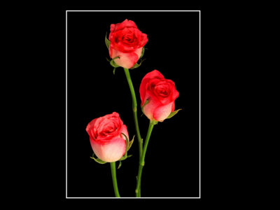 Three Roses