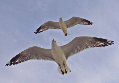 Two Gulls