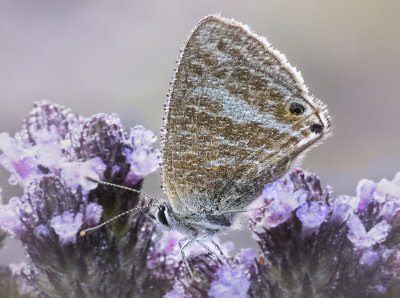 Crowned with Morning Dew*Merit*
