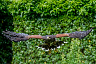 Harris Hawk*Merit*