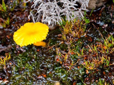 Daffodil Fungi (Cradle Mt.)*Merit*