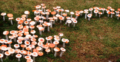 Follow the Mushrooms