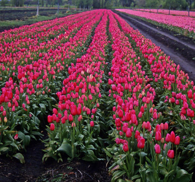 Tulips at Valleyfield