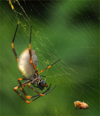 Golden Orb Spider*Merit*