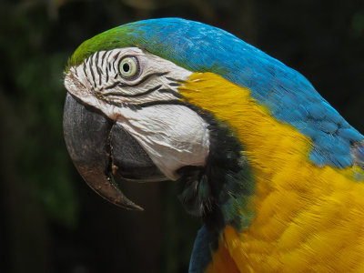 Blue Macaw*Merit*