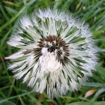 FROSTY DANDELION