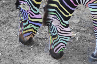  Psychedelic Zebras*Credit*