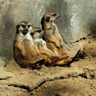  Meerkats Sunbaking