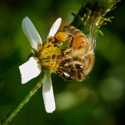 Bee at the Local*Credit*