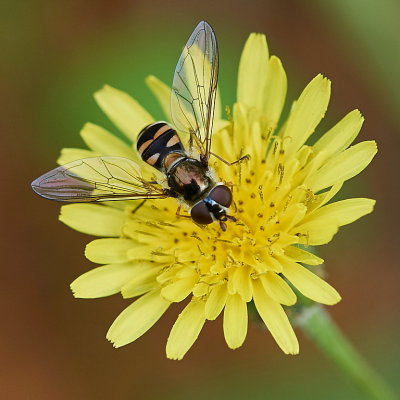 Hoverfly on Flower*Merit*