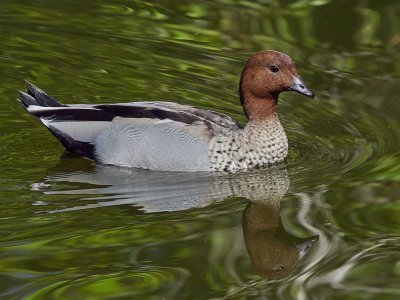 Wood Duck Swims By*Credit*